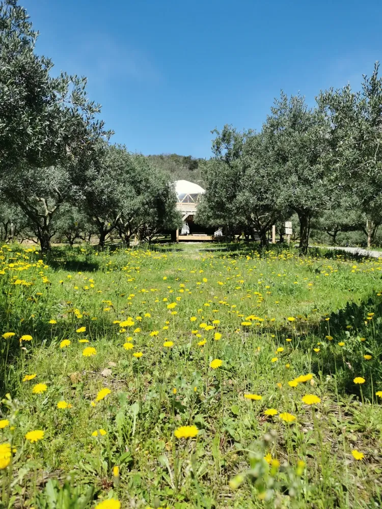 L'oliveraie fleurie au printemps
