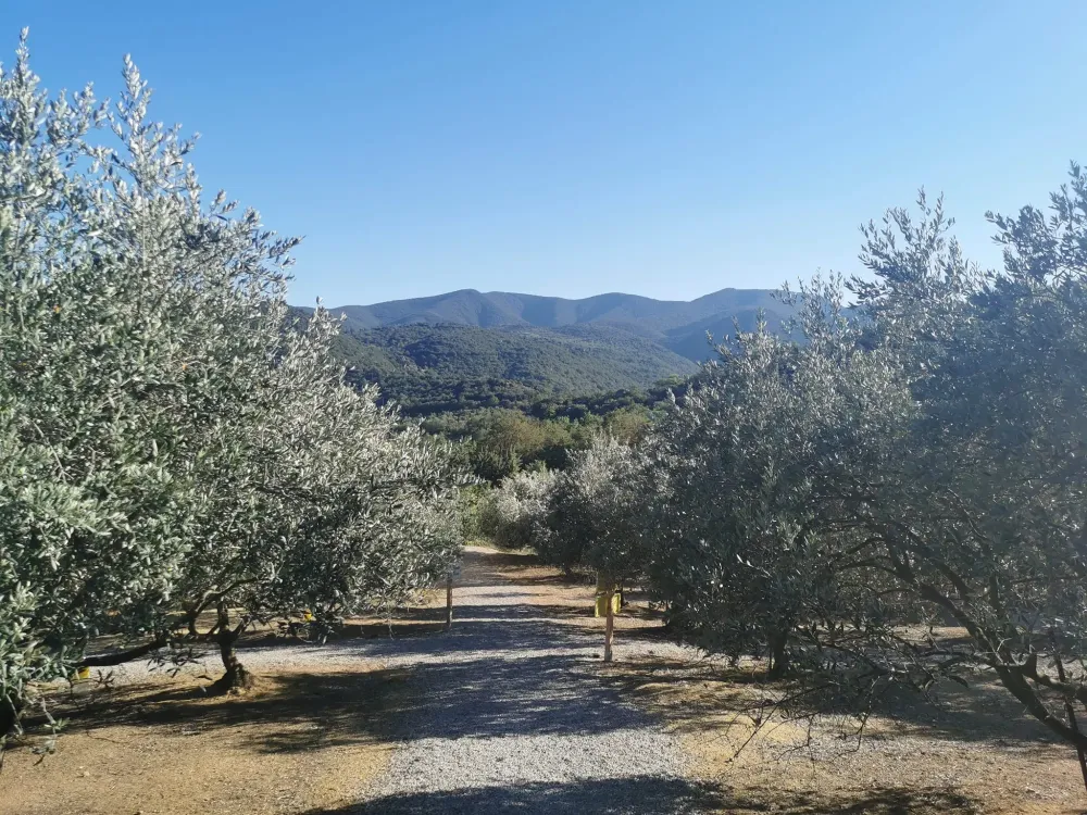 L'oliveraie et les collines